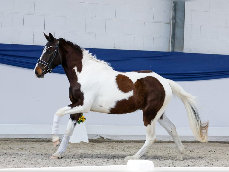 Poney de selle allemand Hongre 3 Ans 142 cm Pinto in Marsberg