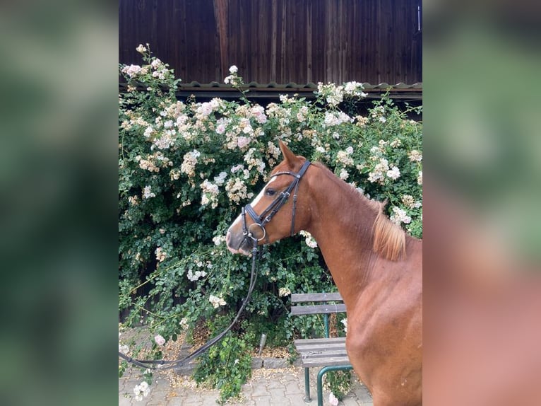 Poney de selle allemand Hongre 3 Ans 143 cm Alezan in Loiching