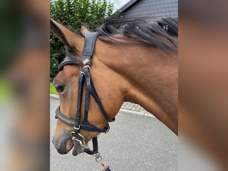 Poney de selle allemand Hongre 3 Ans 143 cm Bai cerise in Schloßvippach