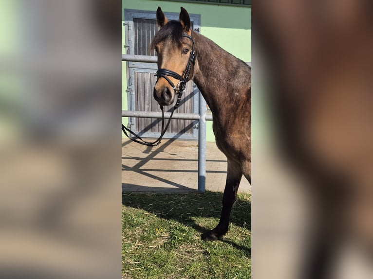 Poney de selle allemand Hongre 3 Ans 143 cm Buckskin in Perleberg OT Quitzow