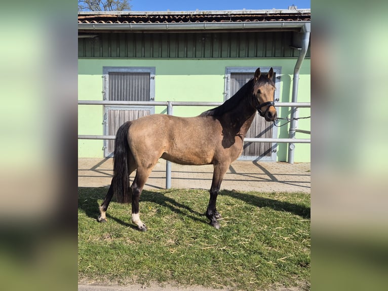 Poney de selle allemand Hongre 3 Ans 143 cm Buckskin in Perleberg OT Quitzow