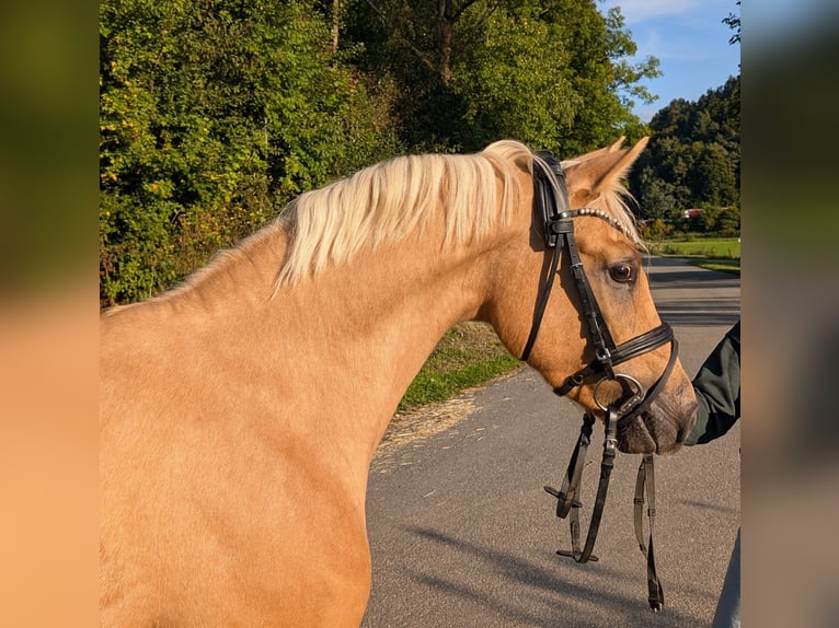 Poney de selle allemand Hongre 3 Ans 143 cm Palomino in Plech