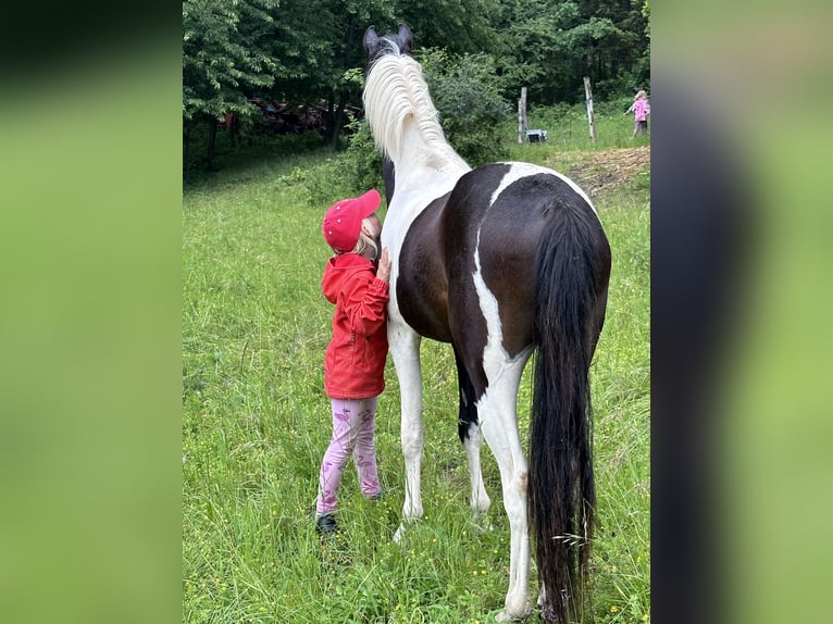 Poney de selle allemand Hongre 3 Ans 143 cm Pinto in Heinigstetten