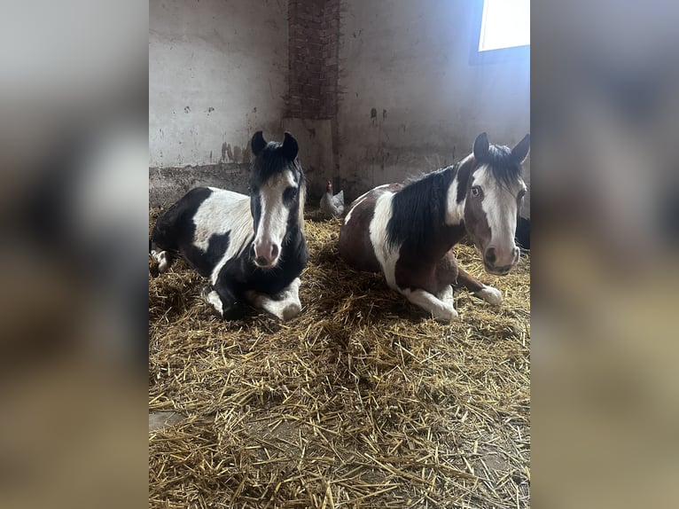 Poney de selle allemand Hongre 3 Ans 143 cm Pinto in Heinigstetten