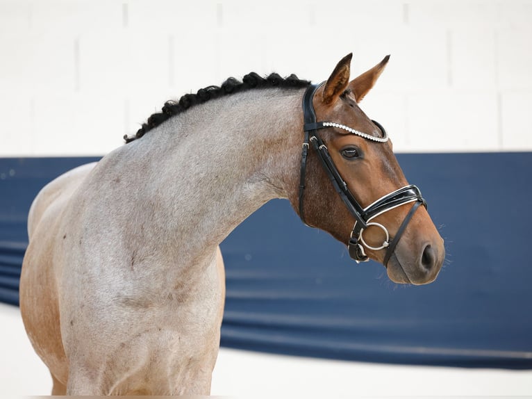 Poney de selle allemand Hongre 3 Ans 144 cm Aubère in Marsberg
