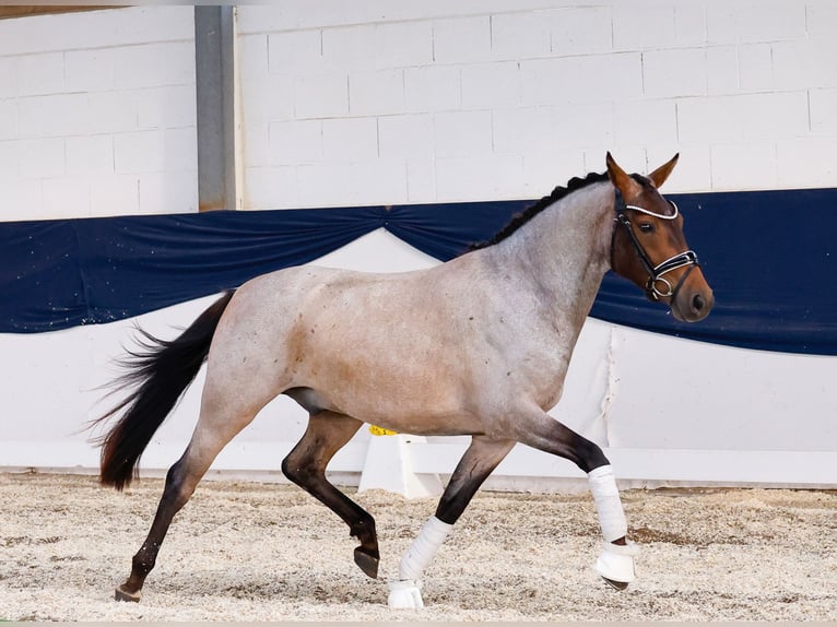 Poney de selle allemand Hongre 3 Ans 144 cm Aubère in Marsberg