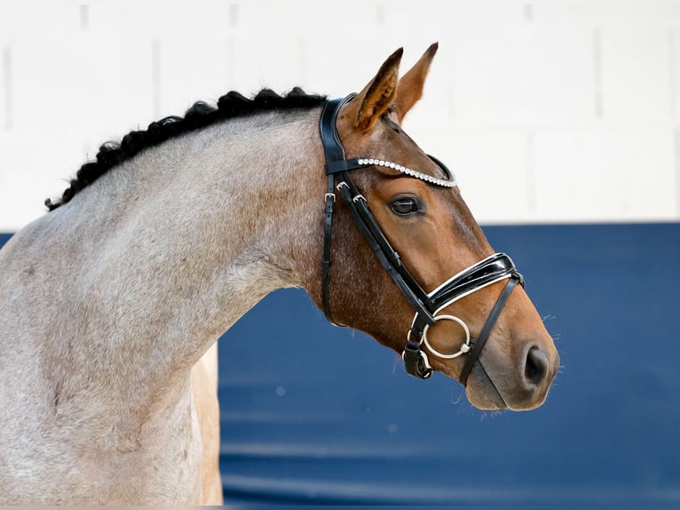 Poney de selle allemand Hongre 3 Ans 144 cm Aubère in Marsberg