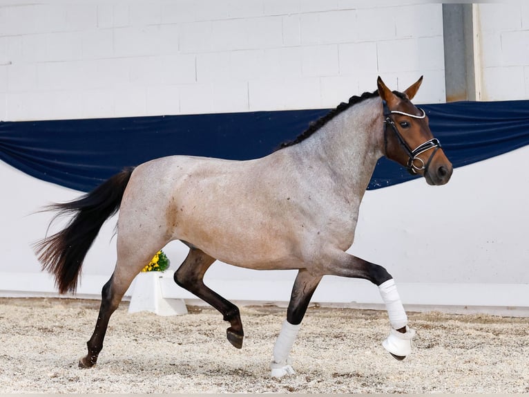 Poney de selle allemand Hongre 3 Ans 144 cm Aubère in Marsberg