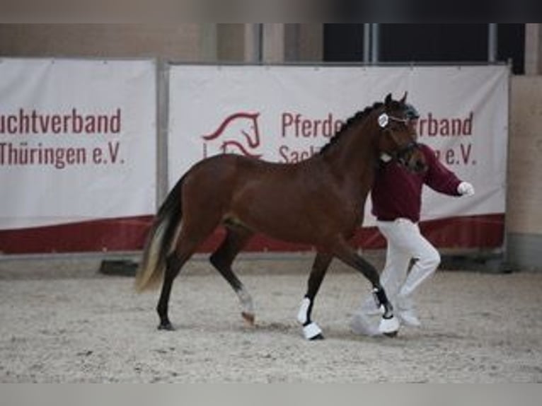 Poney de selle allemand Hongre 3 Ans 144 cm Bai in Goldau