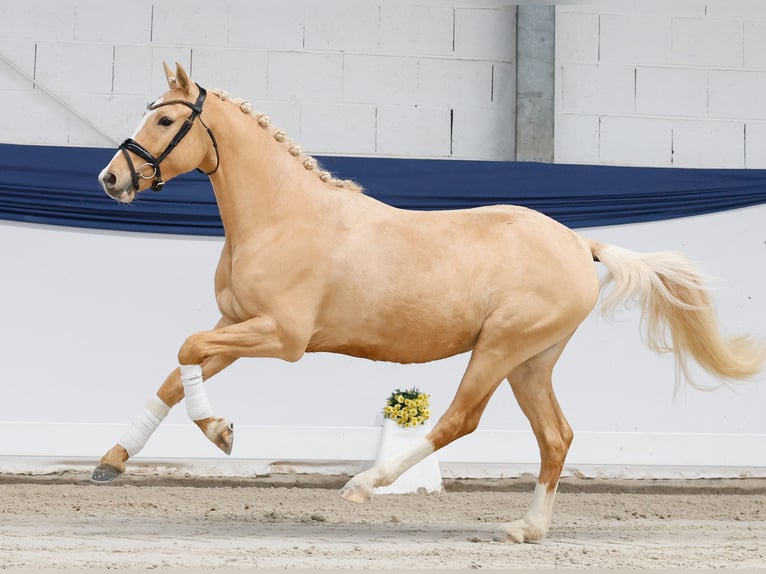Poney de selle allemand Hongre 3 Ans 144 cm Palomino in Marsberg