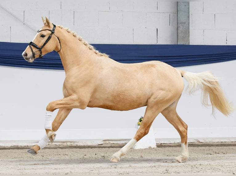 Poney de selle allemand Hongre 3 Ans 144 cm Palomino in Marsberg