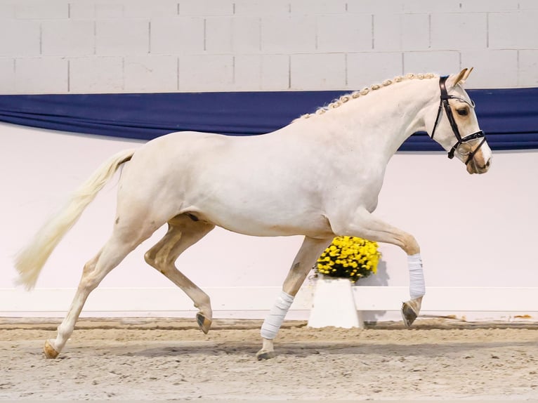 Poney de selle allemand Hongre 3 Ans 144 cm Palomino in Marsberg