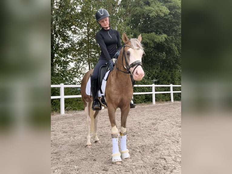 Poney de selle allemand Hongre 3 Ans 144 cm Palomino in Ubstadt-Weiher