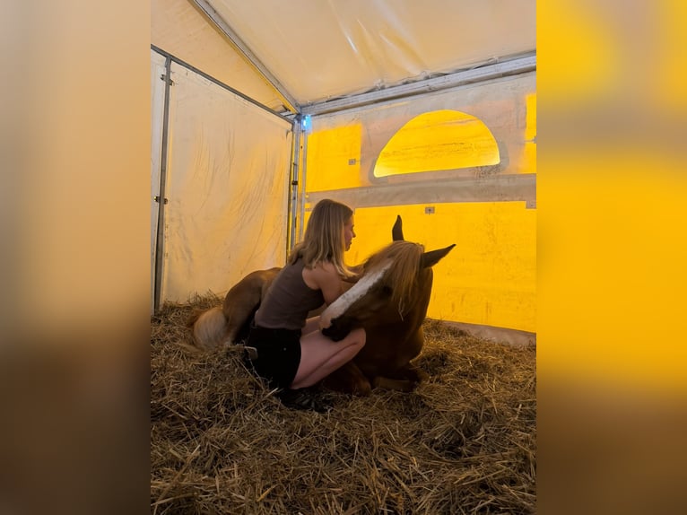 Poney de selle allemand Hongre 3 Ans 145 cm Alezan in Pölzig