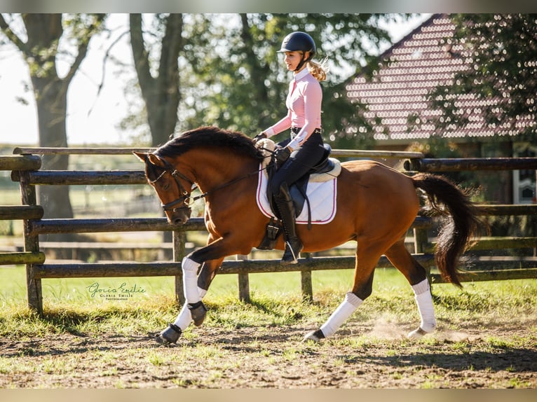 Poney de selle allemand Hongre 3 Ans 145 cm Bai in Engelbrechtsche Wildnis