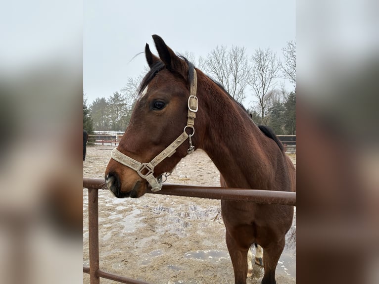 Poney de selle allemand Hongre 3 Ans 145 cm Bai in Bernburg