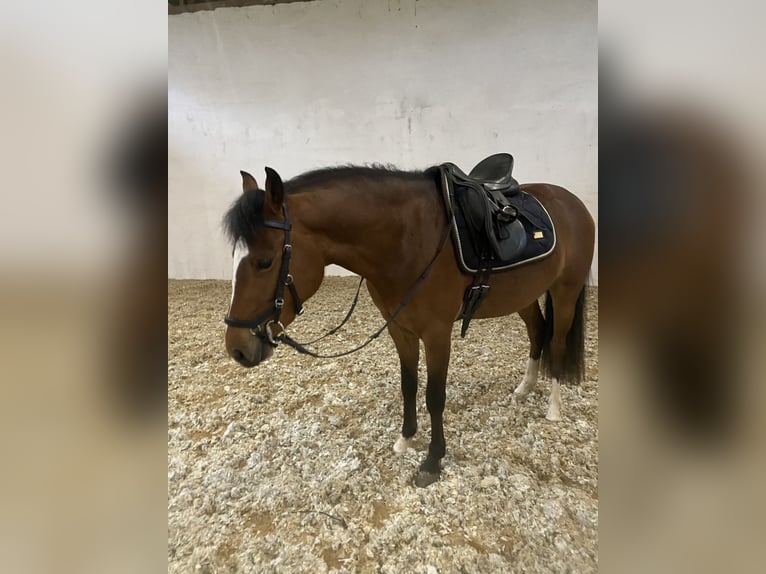 Poney de selle allemand Hongre 3 Ans 145 cm Bai in Neuferchau