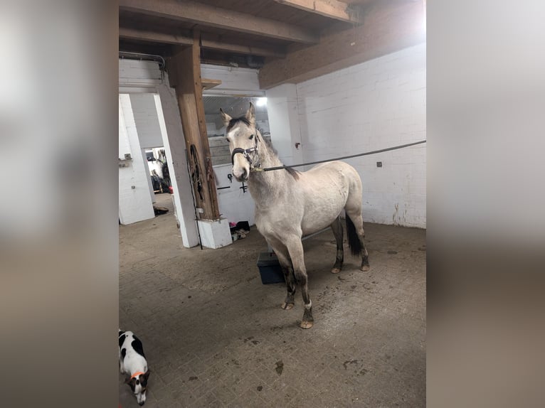 Poney de selle allemand Hongre 3 Ans 145 cm Buckskin in Niedersachsen - Jesteburg