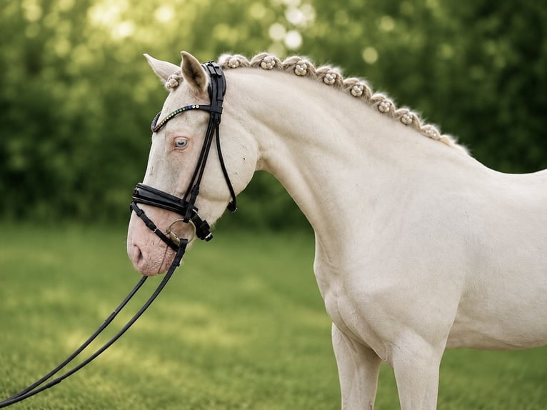 Poney de selle allemand Hongre 3 Ans 145 cm Cremello in Lilienthal