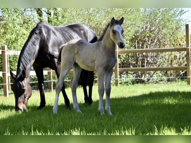 Poney de selle allemand Hongre 3 Ans 145 cm Isabelle in Bissendorf