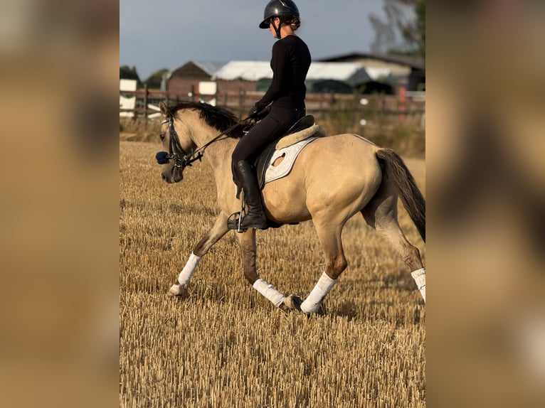 Poney de selle allemand Hongre 3 Ans 145 cm Isabelle in Bergheim