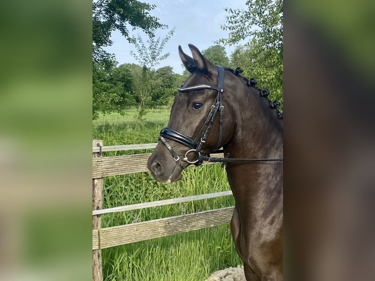 Poney de selle allemand Hongre 3 Ans 145 cm Isabelle in Hude (Oldenburg)Hude