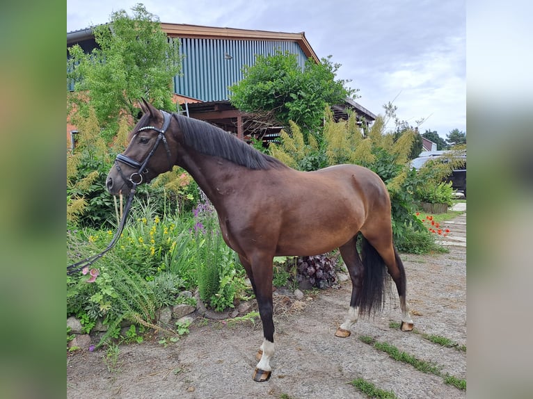 Poney de selle allemand Hongre 3 Ans 145 cm Noir in Bresewitz