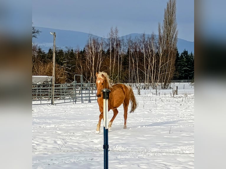 Poney de selle allemand Hongre 3 Ans 145 cm Palomino in Extertal