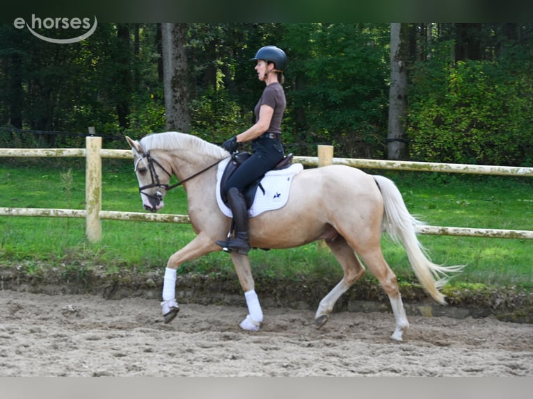 Poney de selle allemand Hongre 3 Ans 145 cm Palomino in Lentföhrden