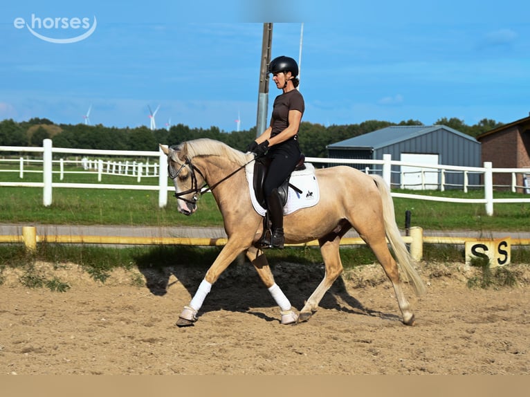 Poney de selle allemand Hongre 3 Ans 145 cm Palomino in Lentföhrden