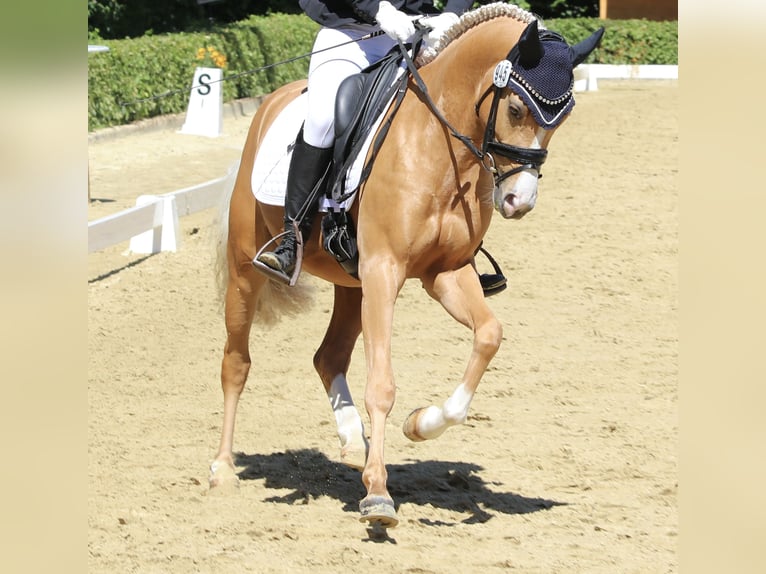 Poney de selle allemand Hongre 3 Ans 145 cm Palomino in Lüdinghausen