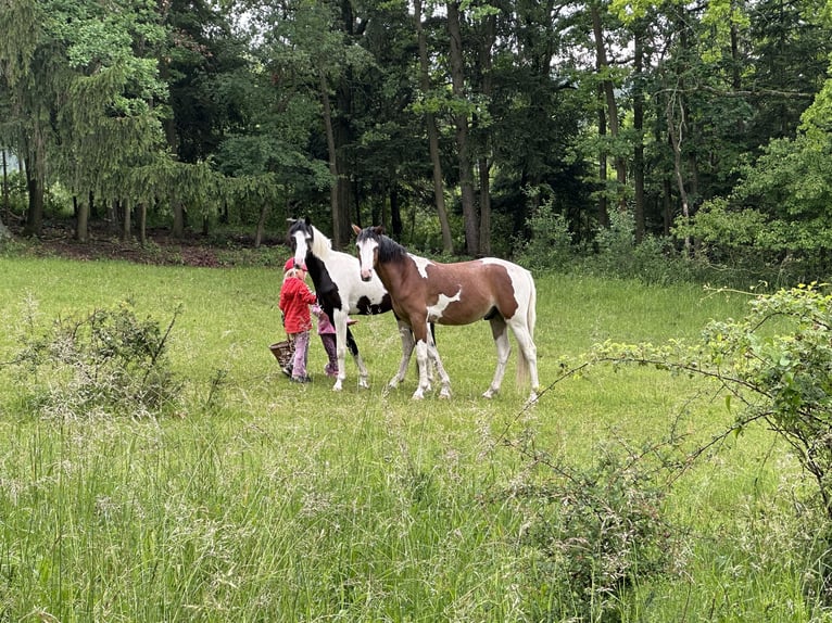 Poney de selle allemand Hongre 3 Ans 145 cm Pinto in Heinigstetten