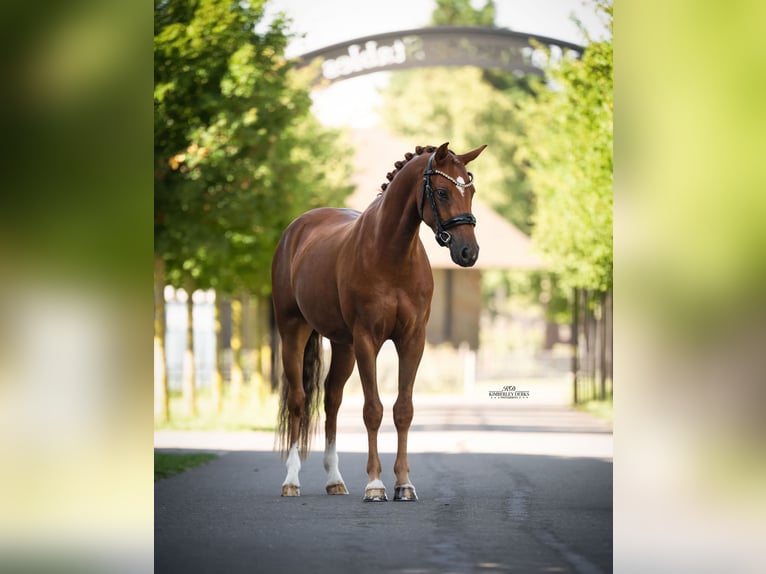 Poney de selle allemand Hongre 3 Ans 146 cm Alezan brûlé in Heemskerk