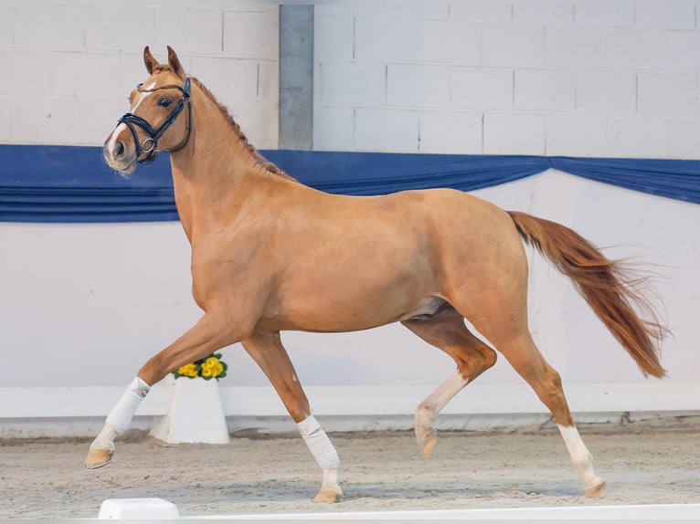 Poney de selle allemand Hongre 3 Ans 146 cm Alezan in Marsberg