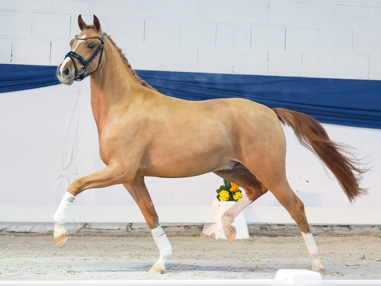 Poney de selle allemand Hongre 3 Ans 146 cm Alezan in Marsberg