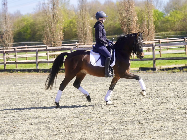 Poney de selle allemand Hongre 3 Ans 146 cm Bai brun in Paderborn