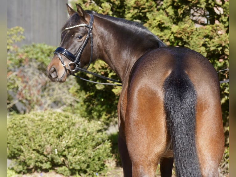 Poney de selle allemand Hongre 3 Ans 146 cm Bai brun in Paderborn
