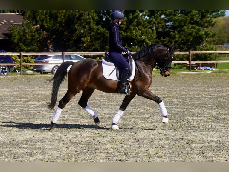 Poney de selle allemand Hongre 3 Ans 146 cm Bai brun in Paderborn