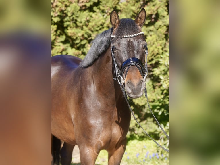 Poney de selle allemand Hongre 3 Ans 146 cm Bai brun in Paderborn