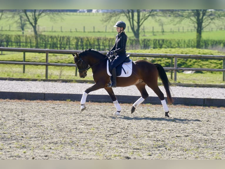 Poney de selle allemand Hongre 3 Ans 146 cm Bai brun in Paderborn