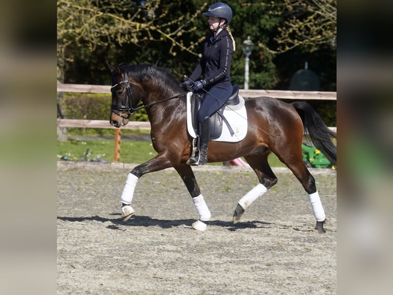 Poney de selle allemand Hongre 3 Ans 146 cm Bai brun in Paderborn