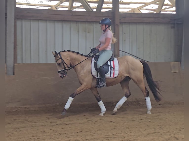 Poney de selle allemand Hongre 3 Ans 146 cm Buckskin in M&#xFC;lheim an der Ruhr