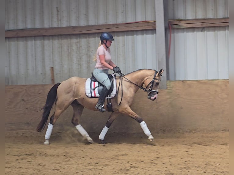 Poney de selle allemand Hongre 3 Ans 146 cm Buckskin in M&#xFC;lheim an der Ruhr