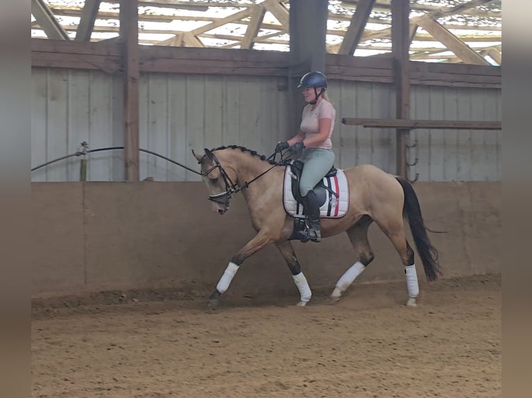 Poney de selle allemand Hongre 3 Ans 146 cm Buckskin in M&#xFC;lheim an der Ruhr