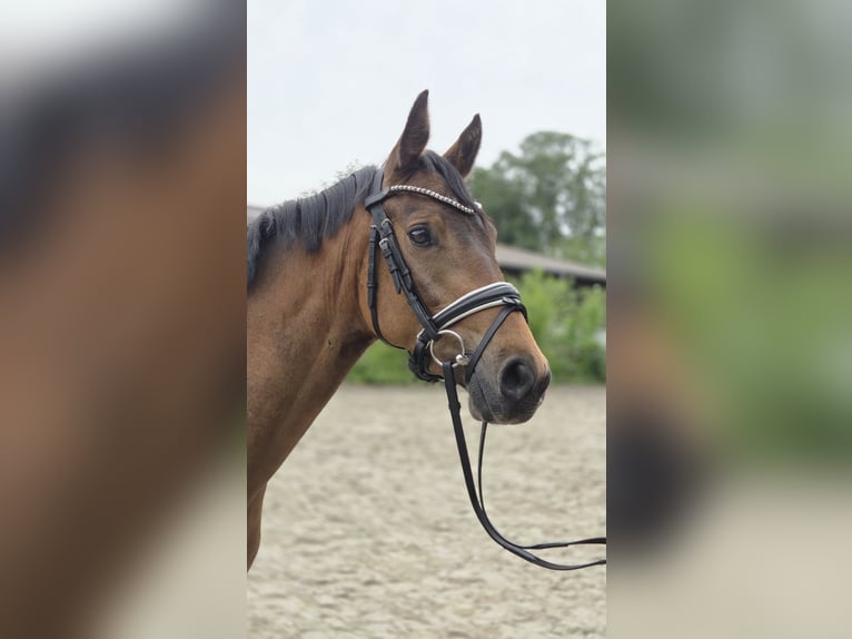 Poney de selle allemand Hongre 3 Ans 146 cm Buckskin in Ottersberg