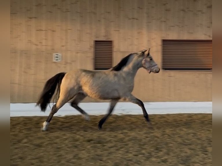 Poney de selle allemand Hongre 3 Ans 146 cm Buckskin in Verl