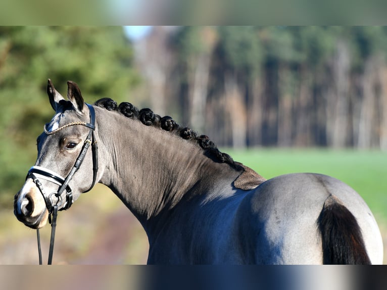 Poney de selle allemand Hongre 3 Ans 146 cm in Kamern
