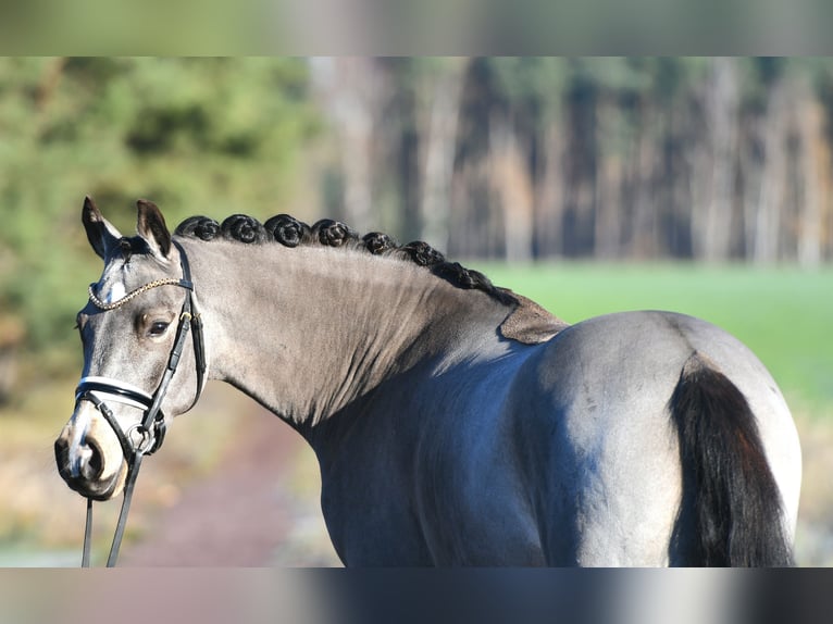 Poney de selle allemand Hongre 3 Ans 146 cm in Kamern