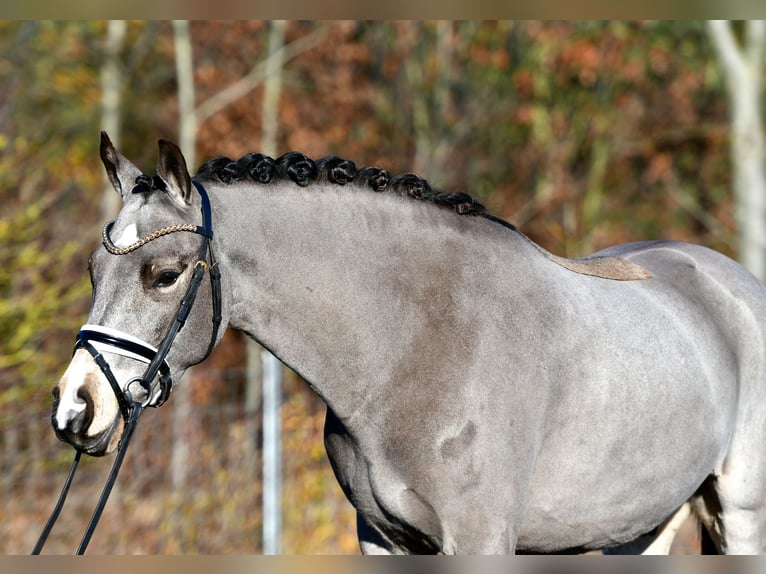 Poney de selle allemand Hongre 3 Ans 146 cm in Kamern
