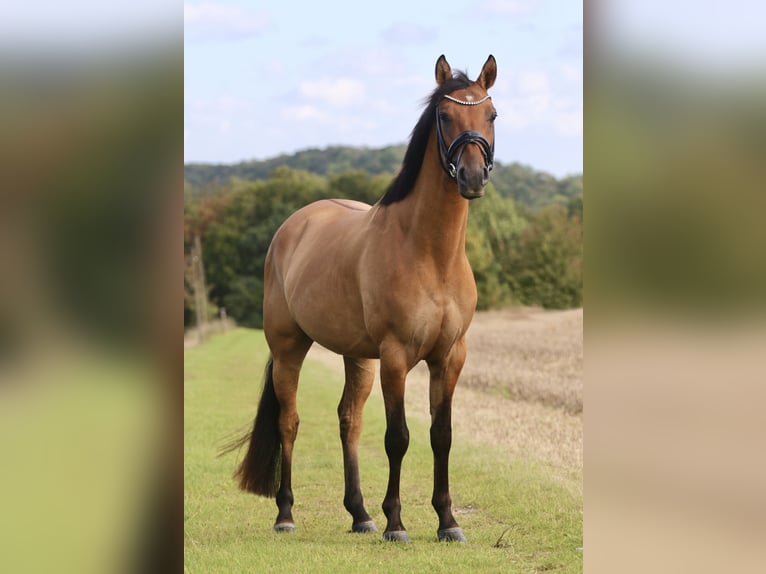 Poney de selle allemand Hongre 3 Ans 146 cm Isabelle in Tecklenburg